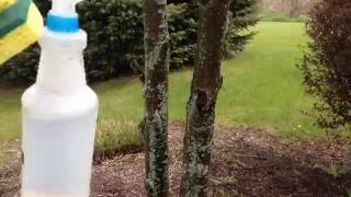 Removing fungus on trees [upl. by Reg]