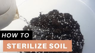 How I Mix and Sterilize Soil for Houseplants  Sterilize soil with boiling water [upl. by Pat913]