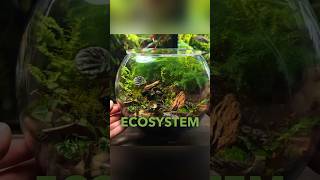 Creating an Ecosystem Terrarium For Tiny Bugs🐞 [upl. by Inod]