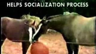 Horseballs® Video Introduction [upl. by Adhern]