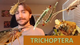 Trichoptera The Caddisflies  Order Spotlight [upl. by Faust]