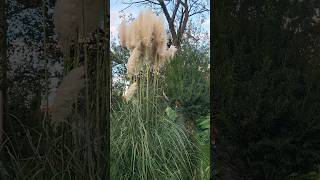 Pampas grass feathery stems pampasgrass ornamentalgrass featherygrass [upl. by Iliam]