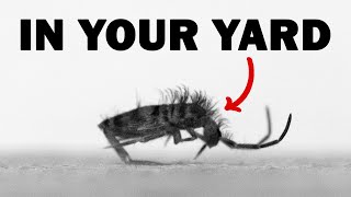 The Extremely Fast Animals in Your Yard  Springtails [upl. by Leveridge]