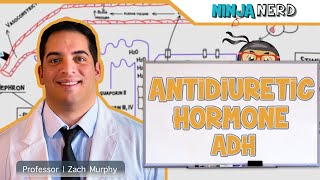 Endocrinology  Antidiuretic Hormone ADH [upl. by Dotti742]