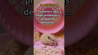 Hamsters são mais propensos a problemas dentários [upl. by Cassi]