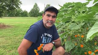 How to plant okra from last year’s pods [upl. by Etnovert375]