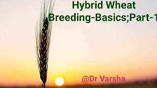 Hybrid Wheat breeding Basics Part 1 [upl. by Adnovahs]