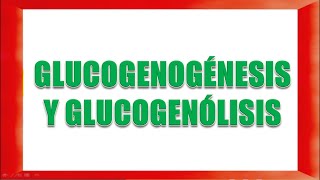 GLUCOGENOGÉNESIS Y GLUCOGENOLISIS [upl. by Kendra85]