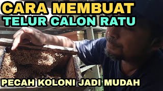 Cara membuat telur calon ratu trigona  klanceng [upl. by Suhcnip270]