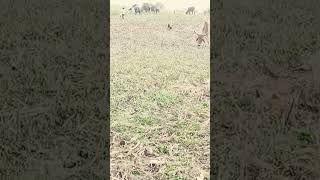 Matak chalungi music punjabi cow viralvideo youtubeshorts farming [upl. by Ramberg]