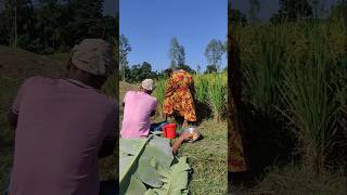 See what happened while working in the paddy field [upl. by Ntisuj74]