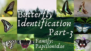 Butterfly Identification Part 3  Family Papilionidae Swallowtail Butterflies  Insects [upl. by Bond25]