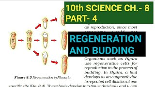 10th Science Ch8Part4Regeneration amp BuddingStudy with Farru [upl. by Ahsieyn]