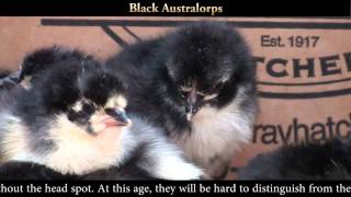 Black Australop Chicks [upl. by Jezebel455]