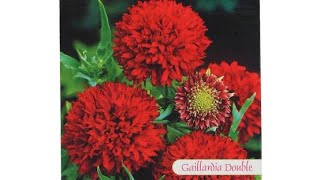 GAILLARDIA DOUBLE SEED PACKET [upl. by Lombardo]