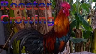 Rooster Crowing 04 [upl. by Aube464]