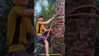 Have you seen albino climbing palm tree [upl. by Repip]