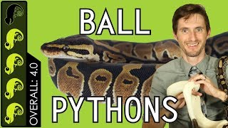 Ball Python The Best Pet Reptile [upl. by Kenzie]