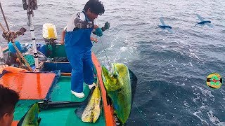 Así se Pescan los Peces Dorados con Peces Voladores  Pesca en Alta Mar [upl. by Eggleston504]