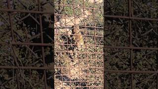 Leopard in a zoo palampur zoolove viralvideo [upl. by Enilrek]