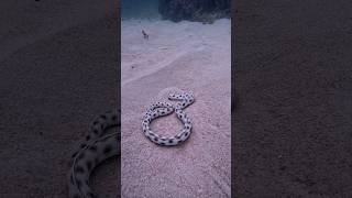 SNAKE EEL attacks unknown Sand dweller viral adventuretravel scubadiving snake seasnakes fyp [upl. by Lemire]