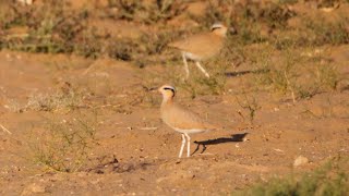 Creamcoloured Courser in India [upl. by Aerdnael]