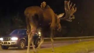 Don’t moose around Clip of moose walking down road in Alaska gets 15mln hits on Facebook [upl. by Screens]