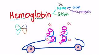 Hemoglobin Structure Whats In Your Red Blood Cell [upl. by Sefton828]