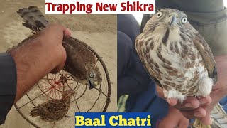 Trapping New Shikra  hawk trap with baal Chatri [upl. by Harday719]