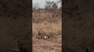 Leopard drags Impala to safe place to feed  Monwana Game Lodge  Thornybush Nature Reserve [upl. by Akimal]