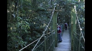 Tree top walk  Lamington National Park [upl. by Barolet]