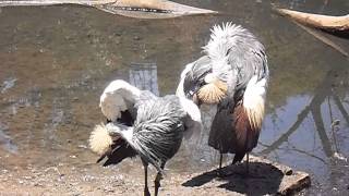 Kraanvogels quotkronekranenquot in Austin Roberts Bird Sanctuary Pretoria ZuidAfrika [upl. by Ratcliff]