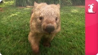 Bindi amp Robert Irwin feature  Wombat Kato Growing Up Wild [upl. by Ullman605]