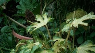 Fatsia japonica annelise timelapse world first [upl. by Kelly]