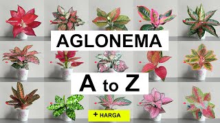 Namanama AGLONEMA dari A  Z  dilengkapi Harga Aglaonema [upl. by Breh]