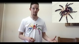 Unboxing Typhochlaena seladonia my rarest spider amp Heteropoda davidbowie [upl. by Airak404]