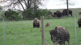 Bison Calves Midewin Illinois [upl. by Catrina231]