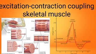 mucle excitation contraction couplingphysiology lecture 7 [upl. by Seymour650]