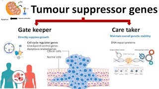 Tumour suppressor gene [upl. by Hoffman]