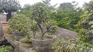 Jade plant  Trimming  Terrace Garden orchidvilla494 [upl. by Lentha872]