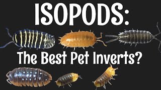 Isopods The Best Pet Invertebrates [upl. by Enoek]