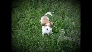 Fritz the Bordoodle Puppy playing ball [upl. by Priest369]