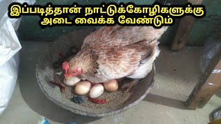 நாட்டுக் கோழி அடை வைக்கும் முறை  Nattukoli Adai vaikum Murai  vivasaya nanban [upl. by Anastassia510]