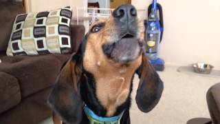 Walker the coonhound sings the song of his people [upl. by Havens610]