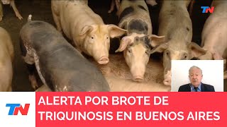 SALUD I Alerta por brote de triquinosis en 21 municipios bonaerenses [upl. by Nagoh467]