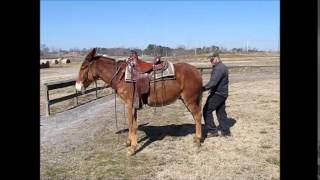 gaited John Mule Festus for sale [upl. by Oigres]