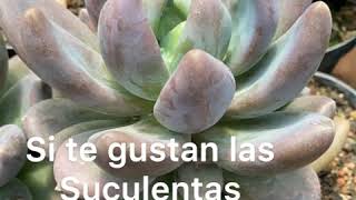 ✅✅✅PACHYPHYTUM REPRODUCCIÓN Y CAMBIO DE SUSTRATO✅✅✅ [upl. by Cesar]