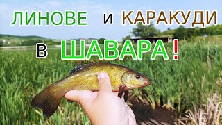 Риболов на ЛИН и КАРАКУДА в ДУПКА между ШАВАРИТЕ Fishing for TENCH and CRUCIAN CARP [upl. by Zelikow74]