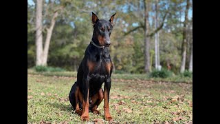 European Doberman Pinscher [upl. by Estas669]