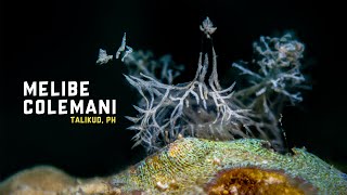 Ghost Nudibranch Melibe colemani at Samal Island [upl. by Babbette953]